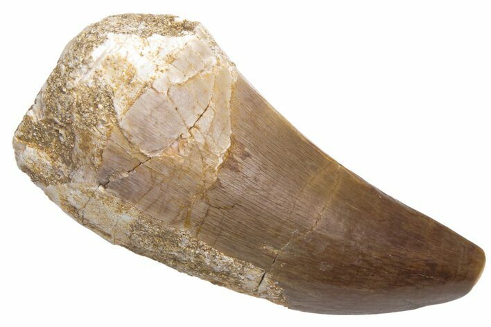 Fossil Mosasaur (Prognathodon) Tooth - Morocco #226360